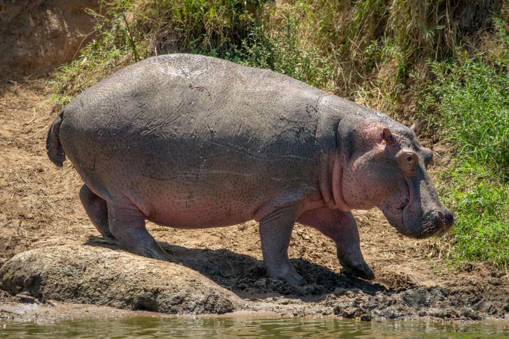 Hippopotamus