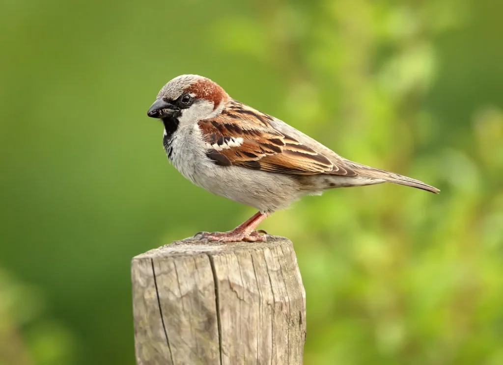 Sparrow