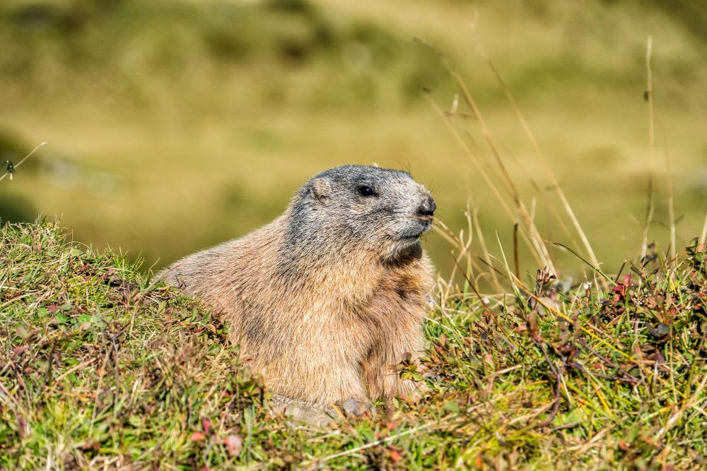 Marmot