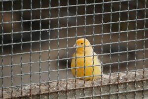 Bird in a cage