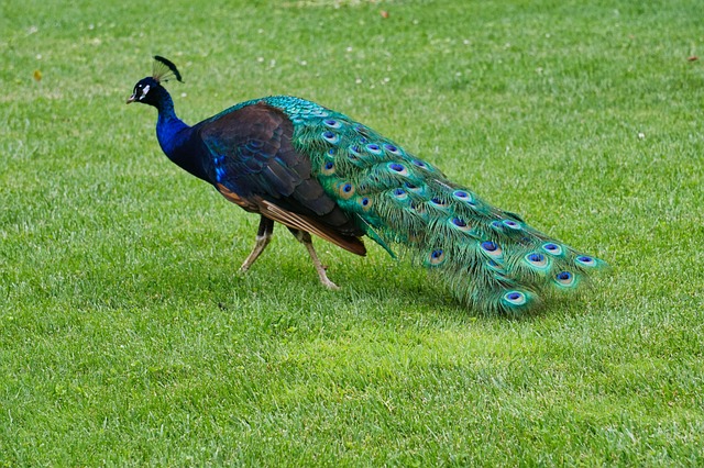 Peacock