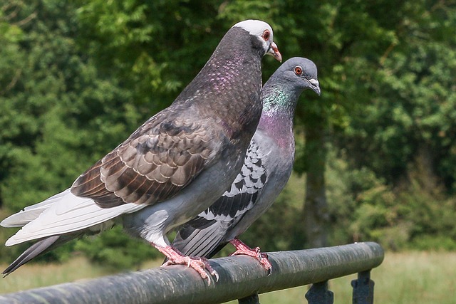 Pigeon