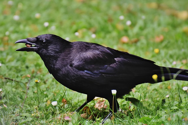 Crow