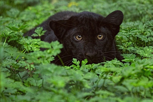 Black Leopard