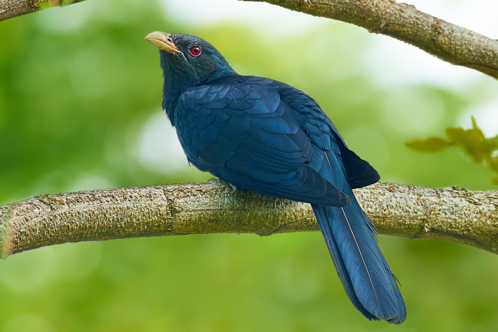 Asian Koel