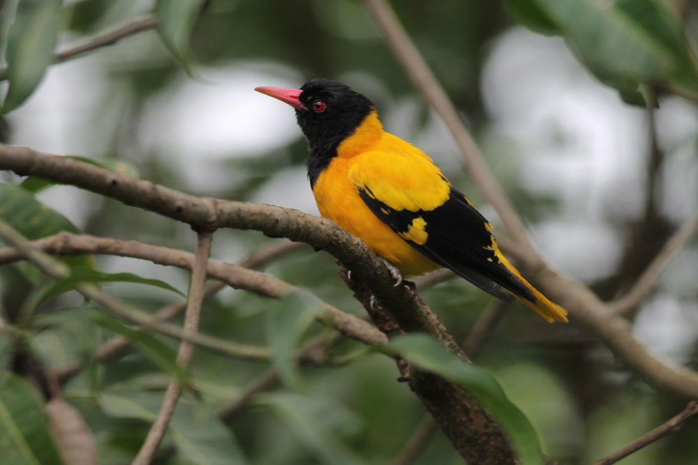 Indian Golden Oriole