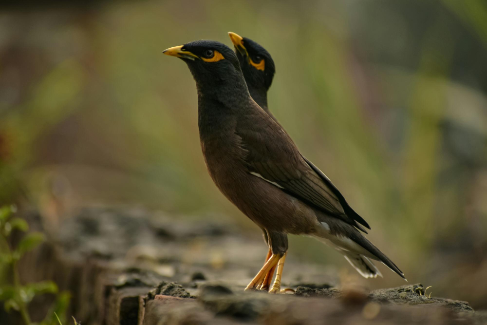 Myna