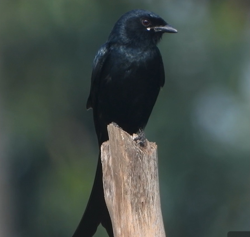 Black Drongo