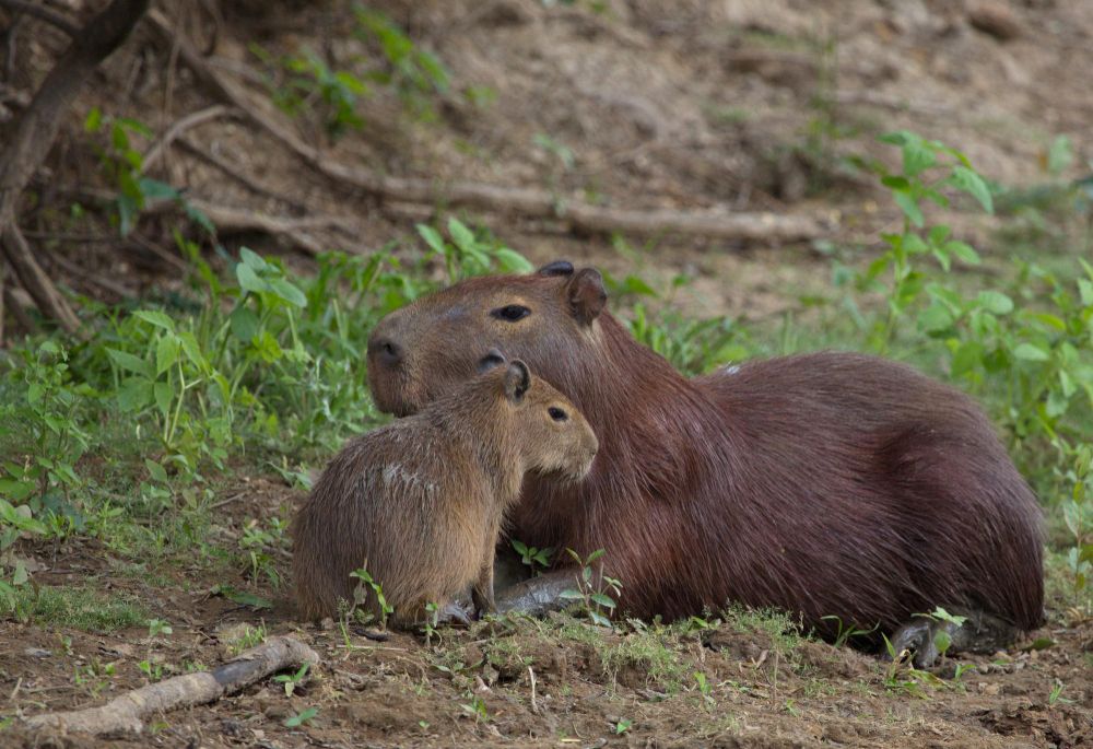 Capybara
