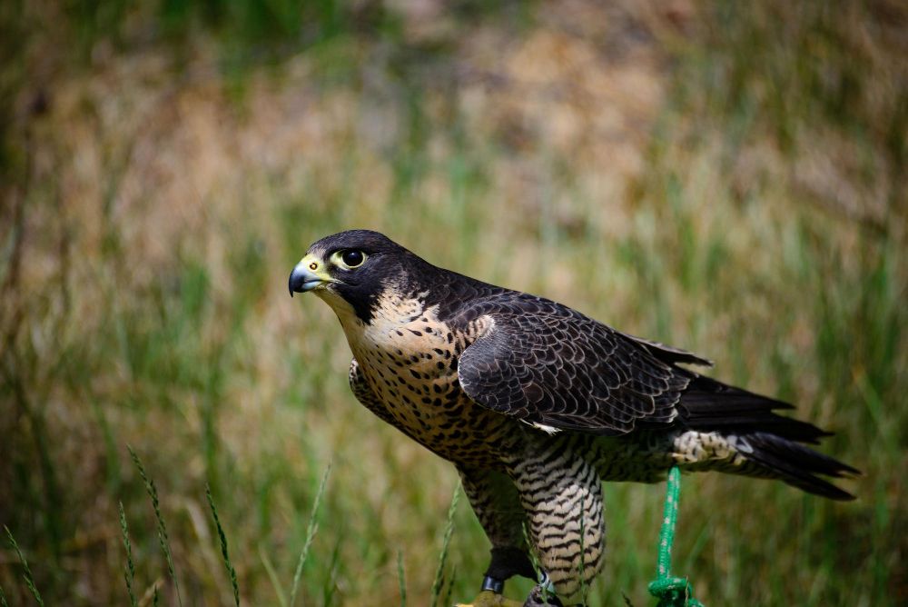 Peregrine Falcon