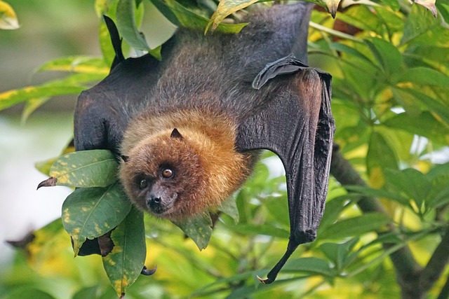 Bat