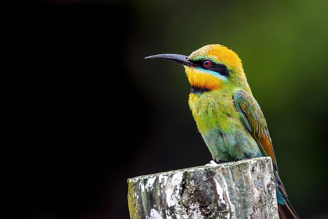 Rainbow Bee-eater
