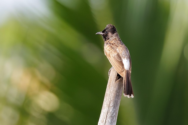 Red Vented Bulbul