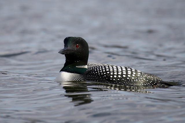 Loon