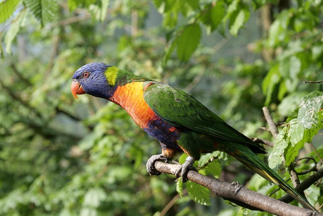 Rainbow Lorikeet