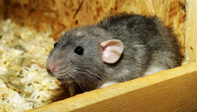 Rat