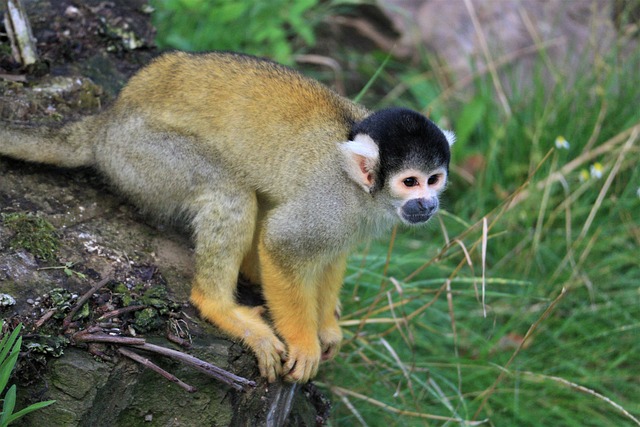 Squirrel Monkey