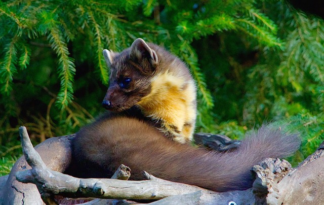 Marten