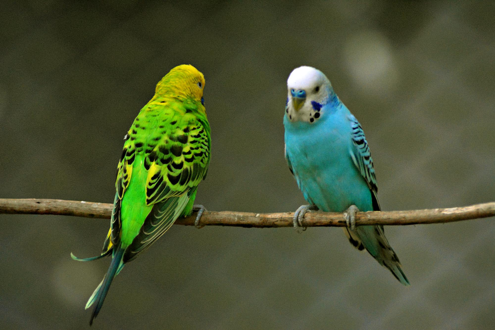 Parakeet