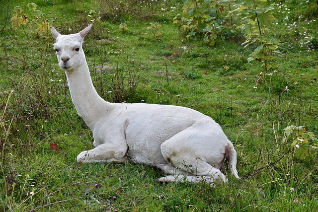 Alpaca