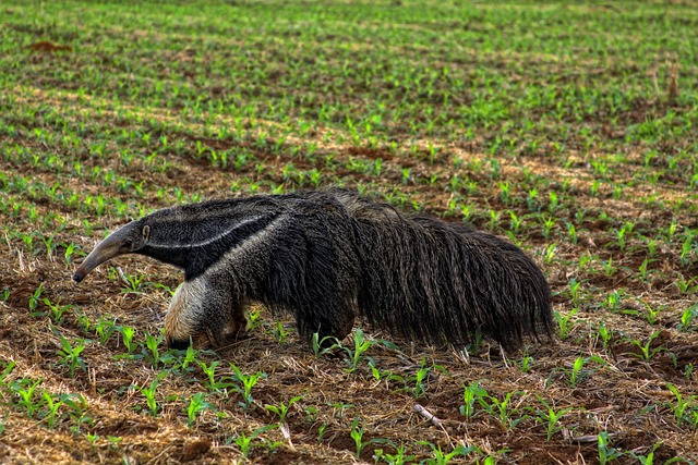 Anteater