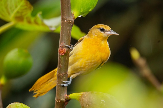 Baltimore Oriole