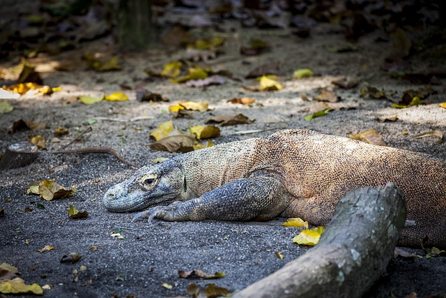 Komodo Dragon