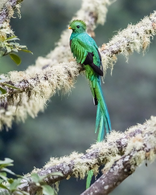 Resplendent Quetzal