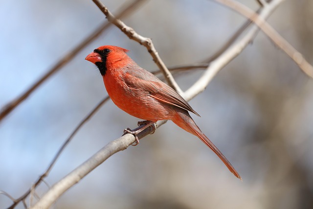 Northern Cardinal