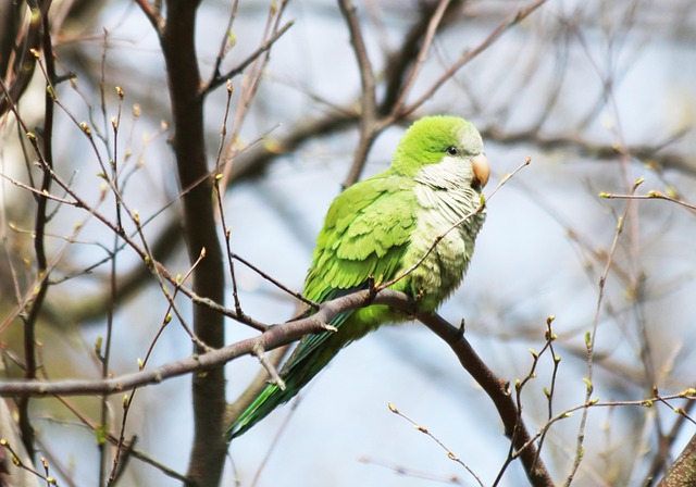 Monk Parakeet