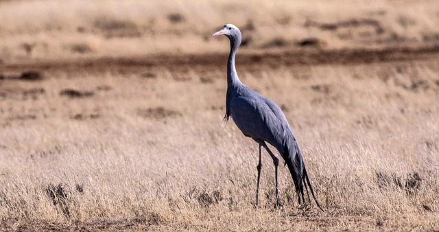 Blue Crane