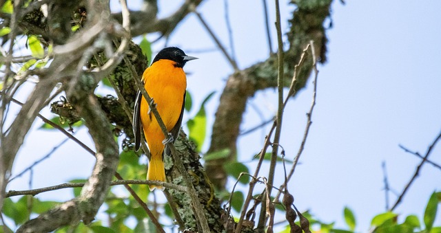 Baltimore-Oriole