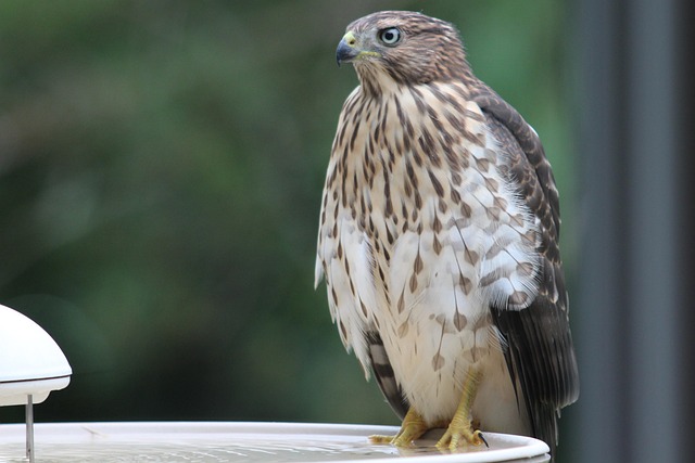 Cooper's Hawk