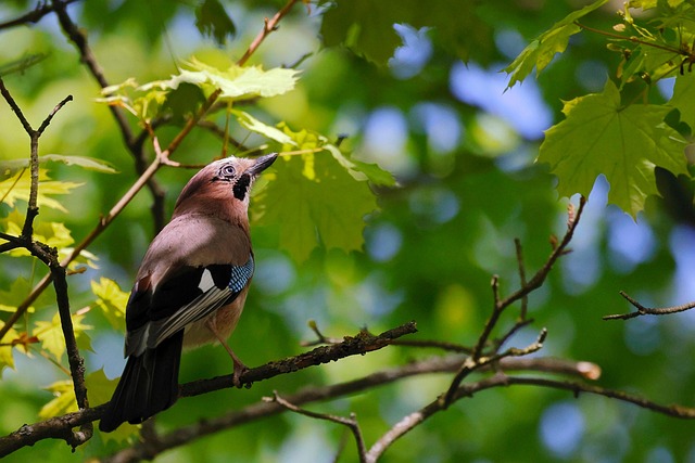 Eurasian Jay