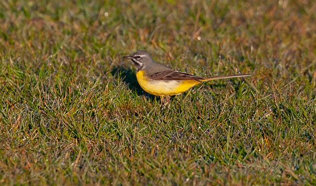 Grey Wagtail