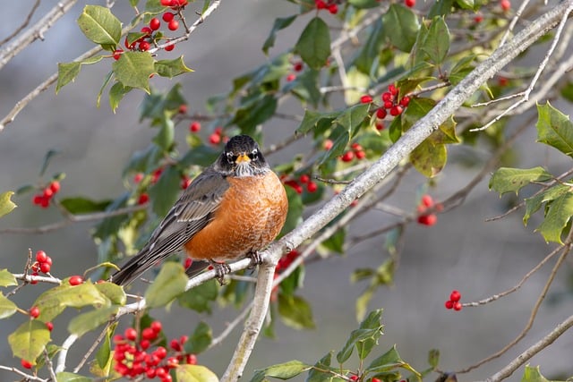 American Robin
