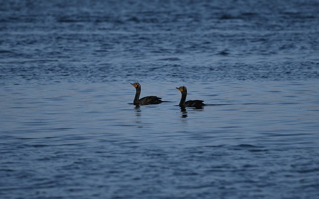 Double Crested Cormorant