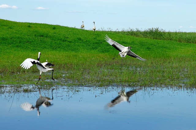 Red Crowned Crane