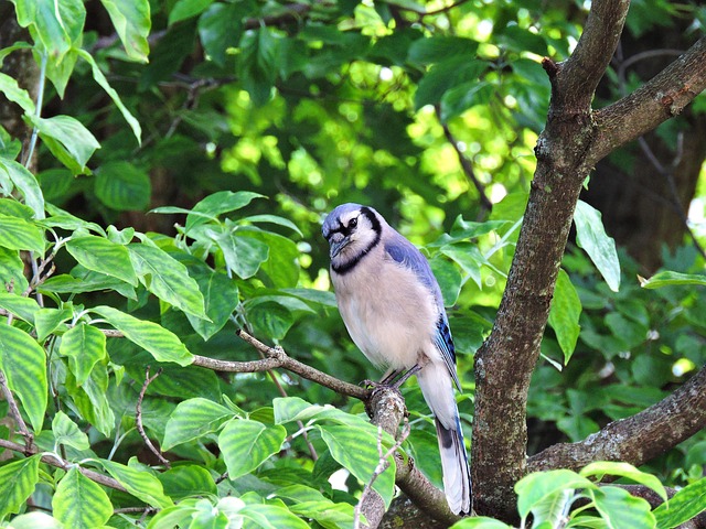 Blue Jay