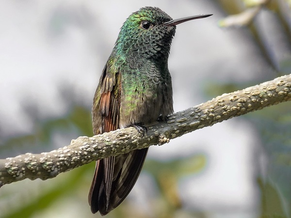 Berylline-Hummingbird