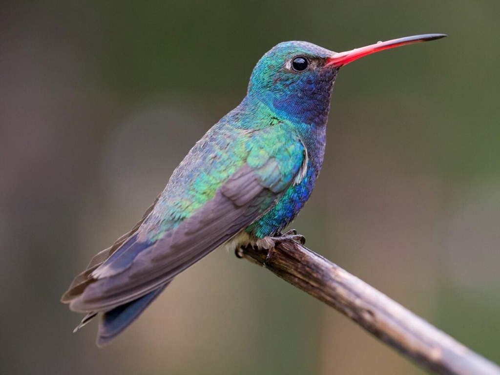 Broad-billed-Hummingbird