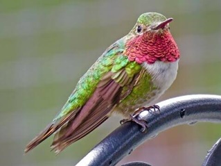 Broad-tailed-Hummingbird