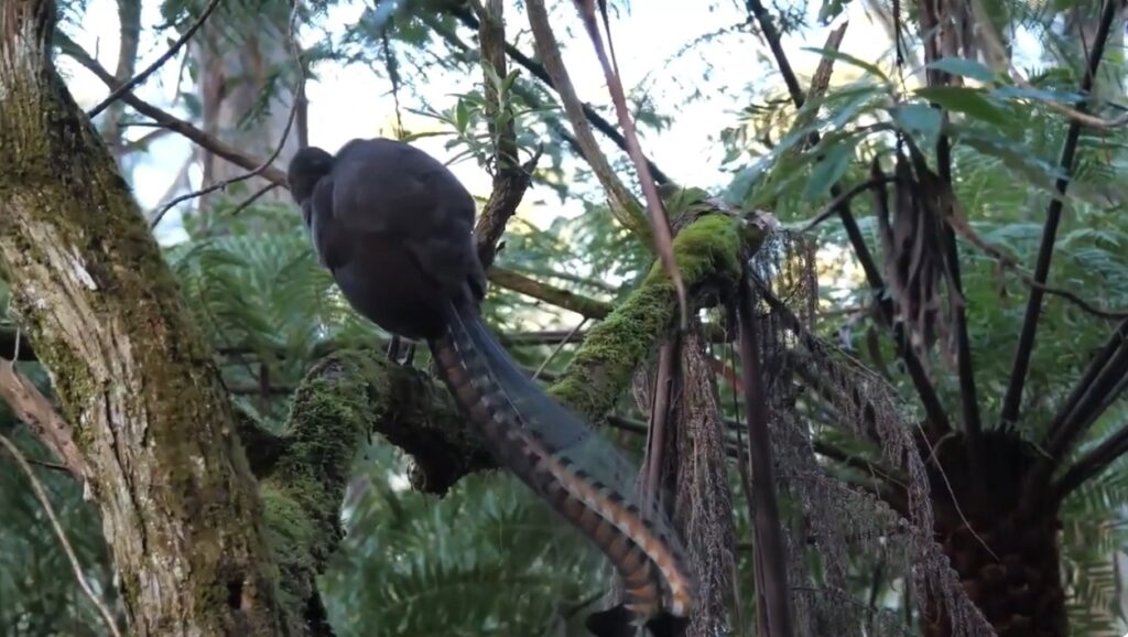 Superb Lyrebird