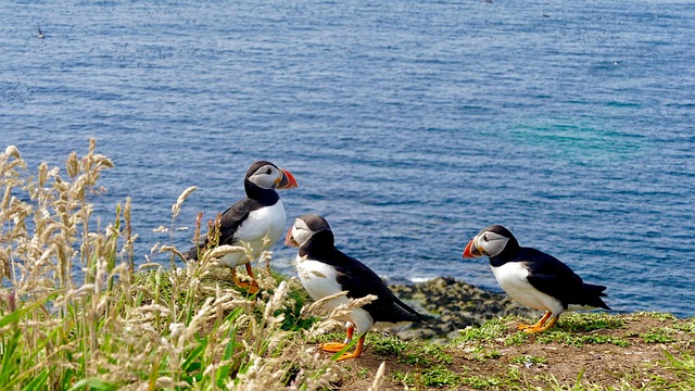 Atlantic-Puffin