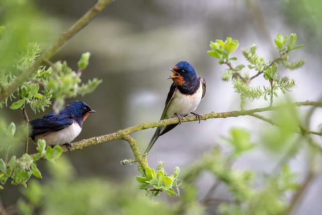 Barn Swallow