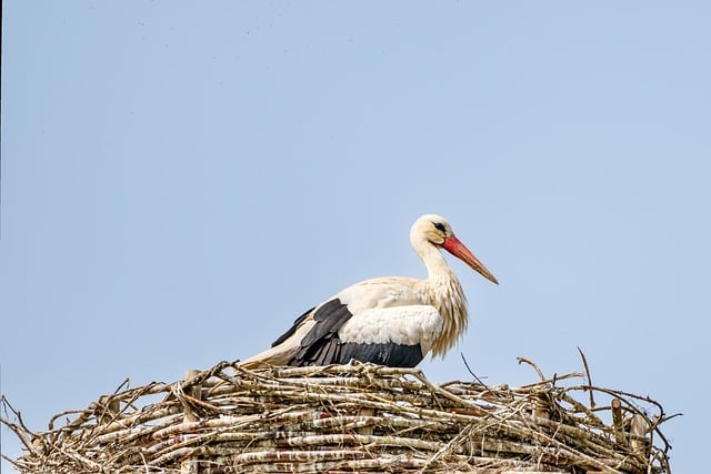 White Stork