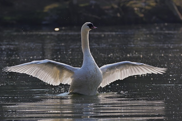 Mute Swan