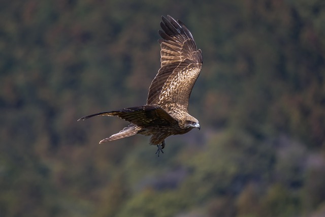 Black Kite