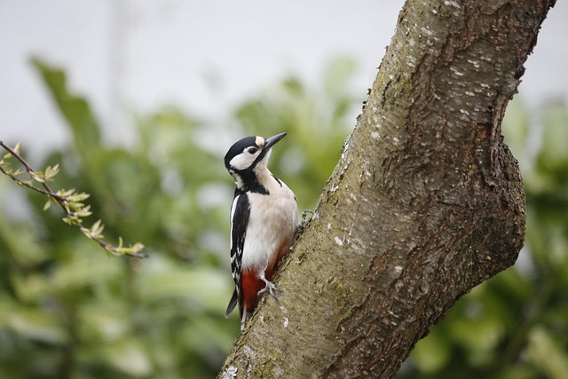 Woodpecker