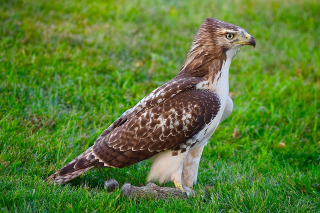 Red-tailed-Hawk